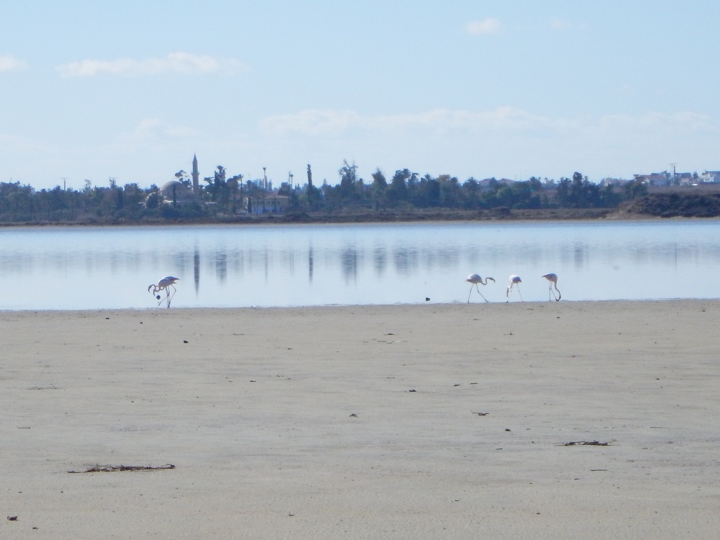 flamingo | Lacul din Larnaca |