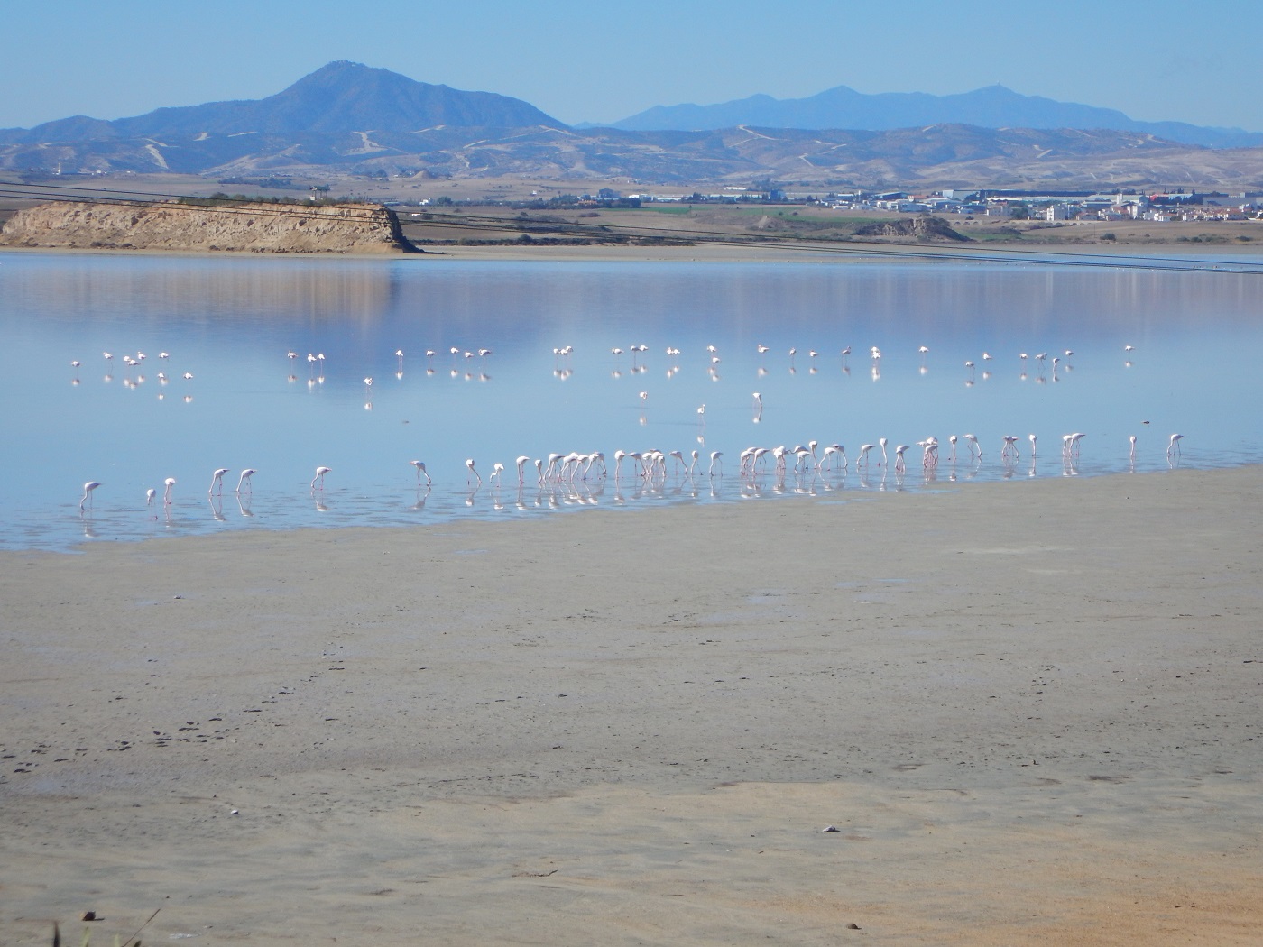 flamingo in Cipru | Lacul din Larnaca |