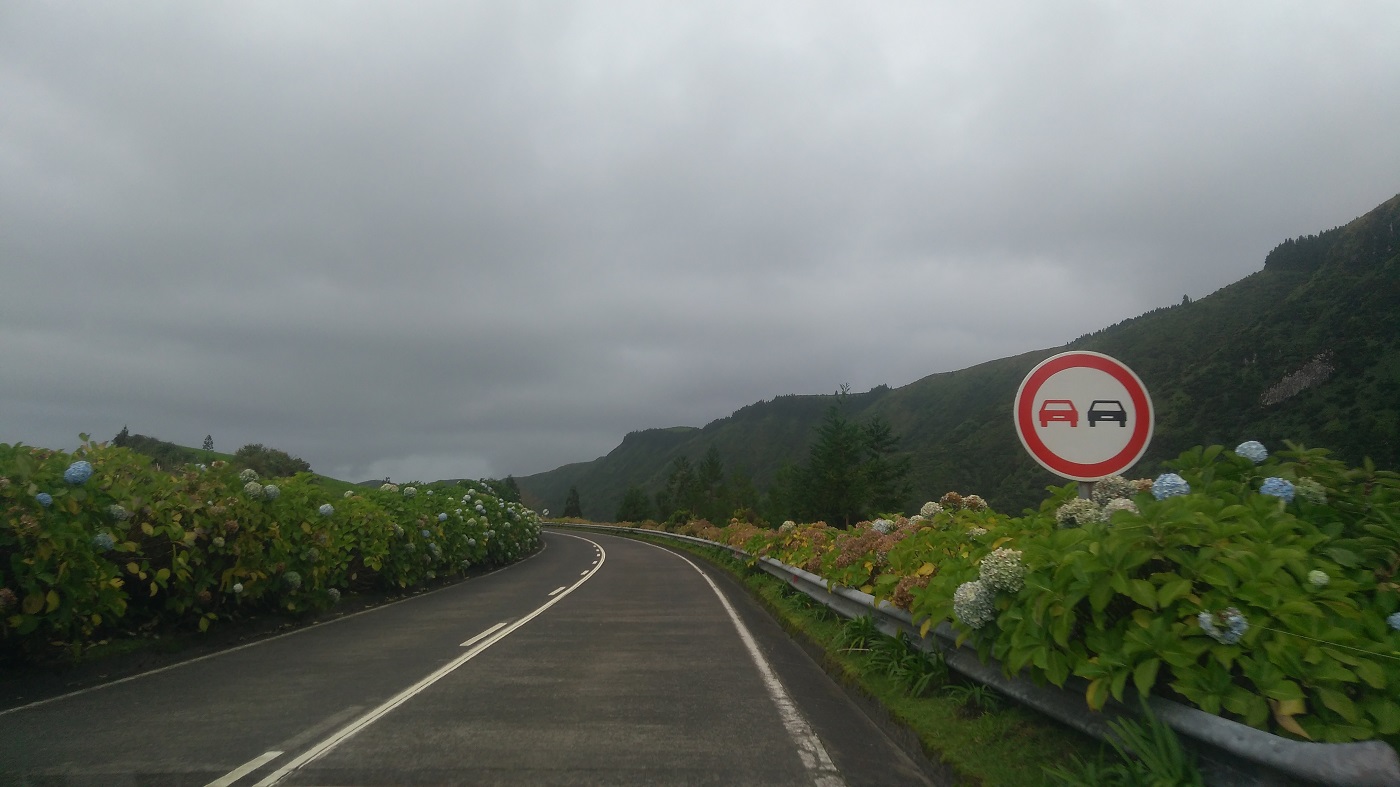 hortensii insulele Azore | flori | sosele Sao Miguel |