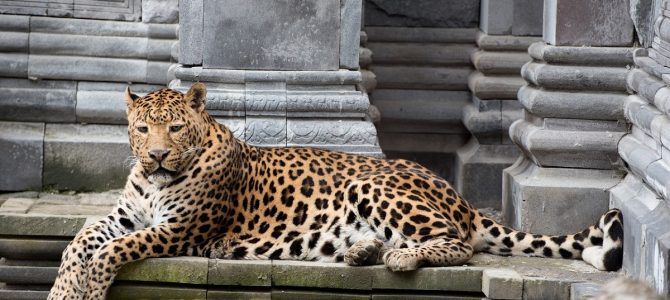 Pairi Daiza, o gradina zoologica a intregului mapamond Pairi Daiza, o gradina zoologica a intregului mapamond
