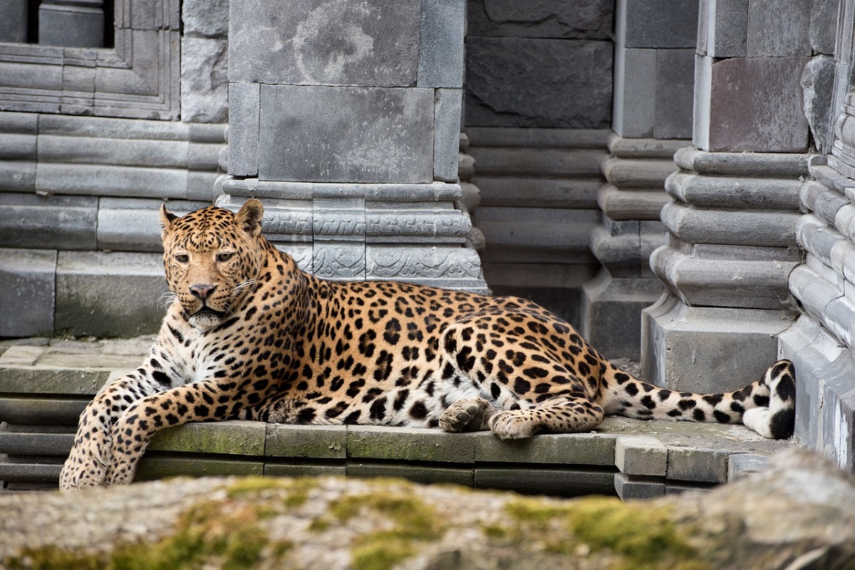 Pairi Daiza | gradina zoologica | Calatorul multumit |