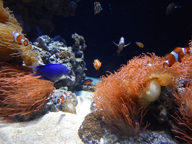 Acvariul Lisabona | Oceanario Lisbon | Oceanariu Lisabona | atractii pentru copii |