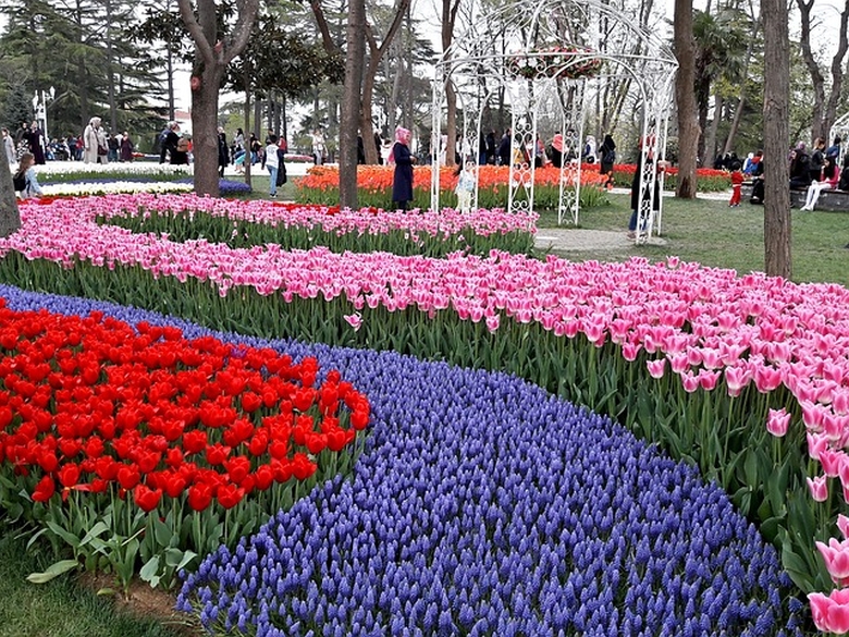 Festivalul lalelelor | gradina Keukenhof | lalele Keukenhof | Calatorul multumit |