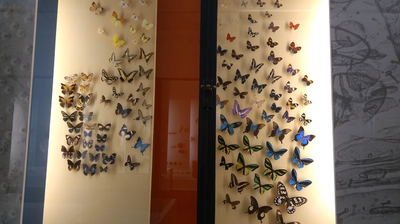 muzeul de stiinte ale naturii basel | expozitie fluturi |