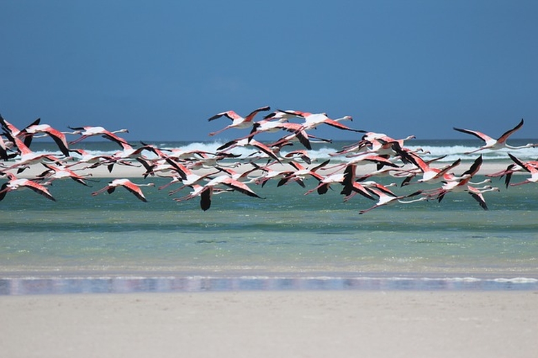 Parcul Natural Ria Formosa | flamingo | Portugalia |