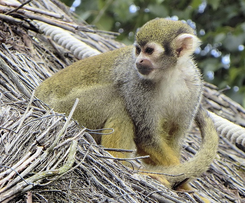 gradina Zoologica Paris | maimutica |