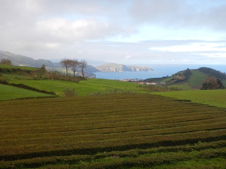 ceai in Azore | Gorreana | Azore |