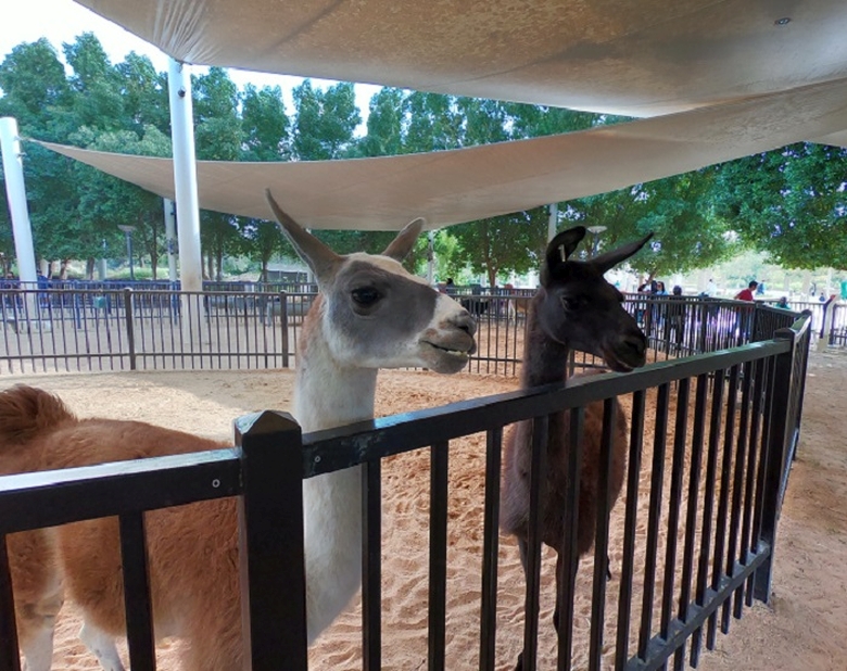 Animale zoo | gradina zoologica Emirate | lame |