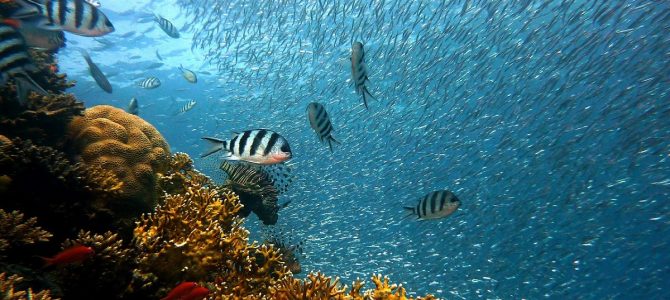 Paste 2020 in Sharm el-Sheikh cu 471 euro (zbor si cazare 6 nopti cu all inclusive) Paste 2020 in Sharm el-Sheikh cu 471 euro (zbor si cazare 6 nopti cu all inclusive)