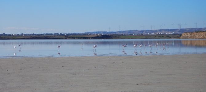 City break pentru a vedea pasari flamingo cu 145 euro (zbor si cazare 4 nopti cu demipensiune) City break pentru a vedea pasari flamingo cu 145 euro (zbor si cazare 4 nopti cu demipensiune)