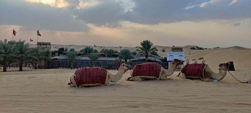 Dubai safari | camile Dubai | dune bashing Dubai |