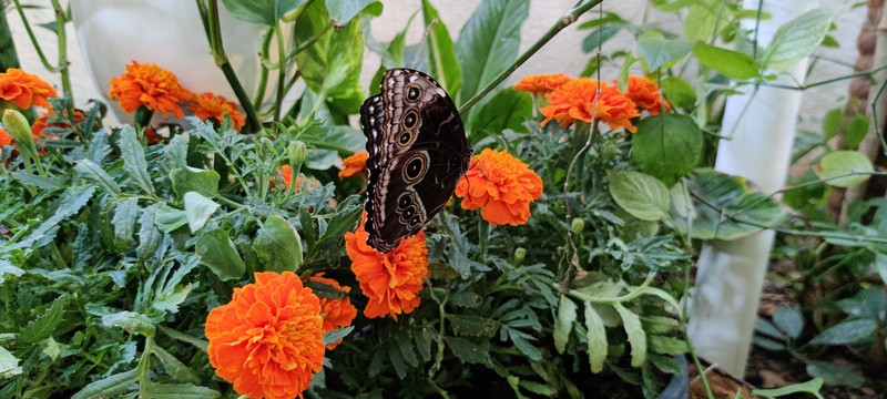 Dubai Butterfly garden | fluturi Dubai |