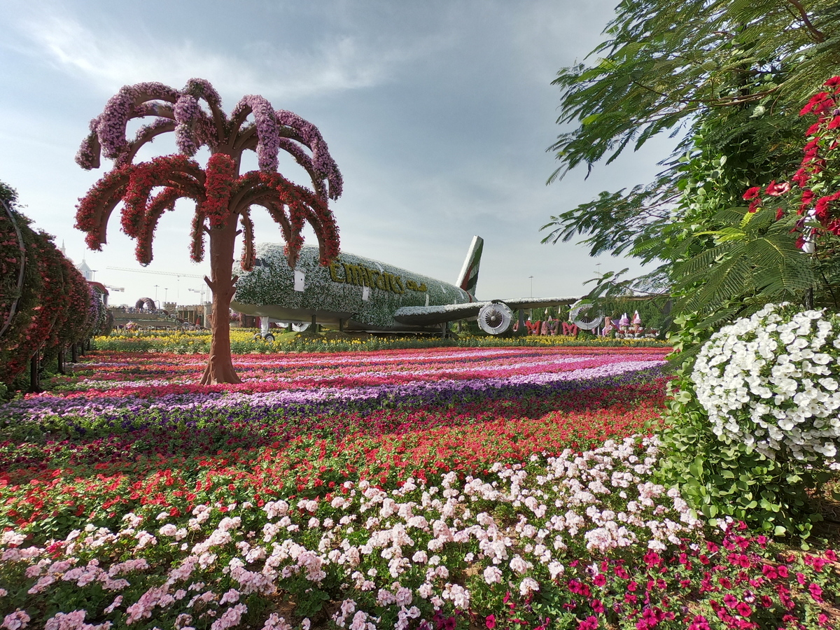 Ce poti face cu 50 aed in Dubai | Dubai | Miracle Garden | Calatorul Multumit