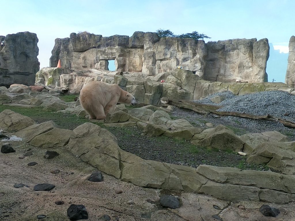 Zoo am Meer | gradina zoo Bremerhaven | calatorul multumit