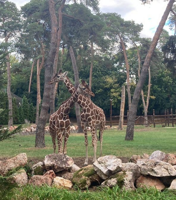 Tropicarium Budapesta | zoo Budapesta | Ungaria | atractii Budapesta |