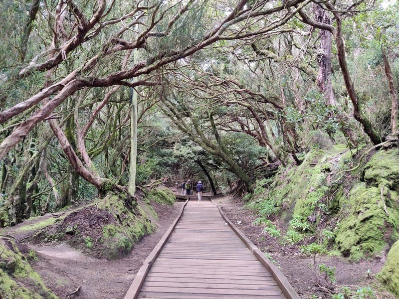 Parcul Anaga | trekking Tenerife |