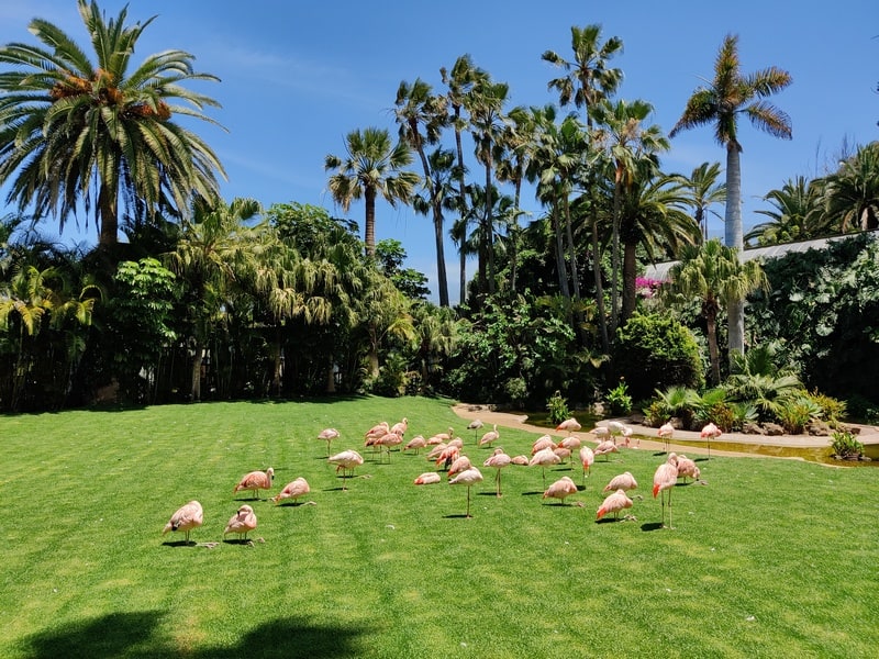 Loro Park | flamingo tenerife | atractii Tenerife |