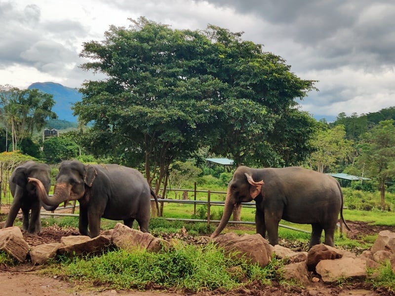 elefanti sri lanka | pinnawala orfelinat | atractii sri lanka |