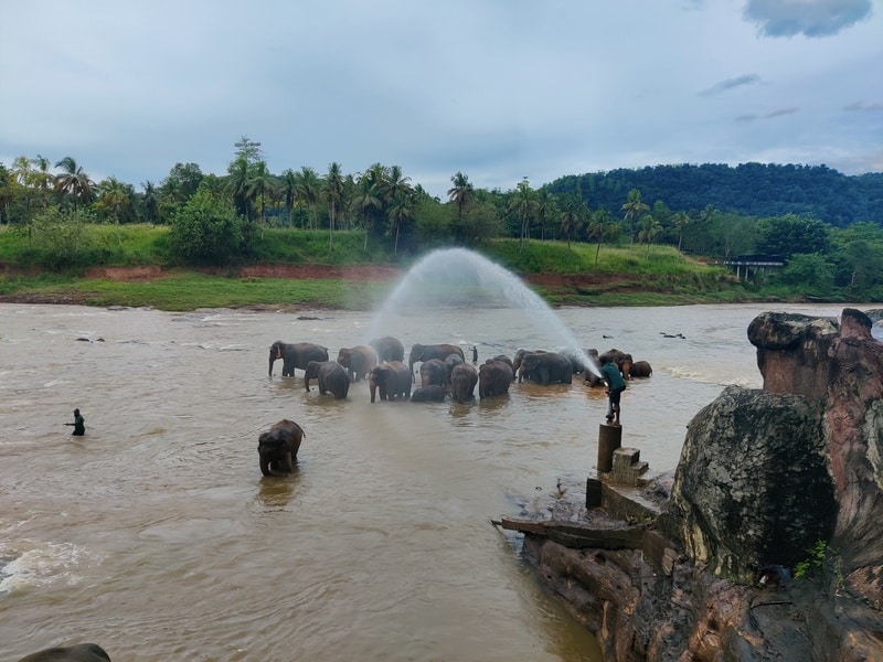 pinnawala | orelinat elefanti | elefanti sri lanka |